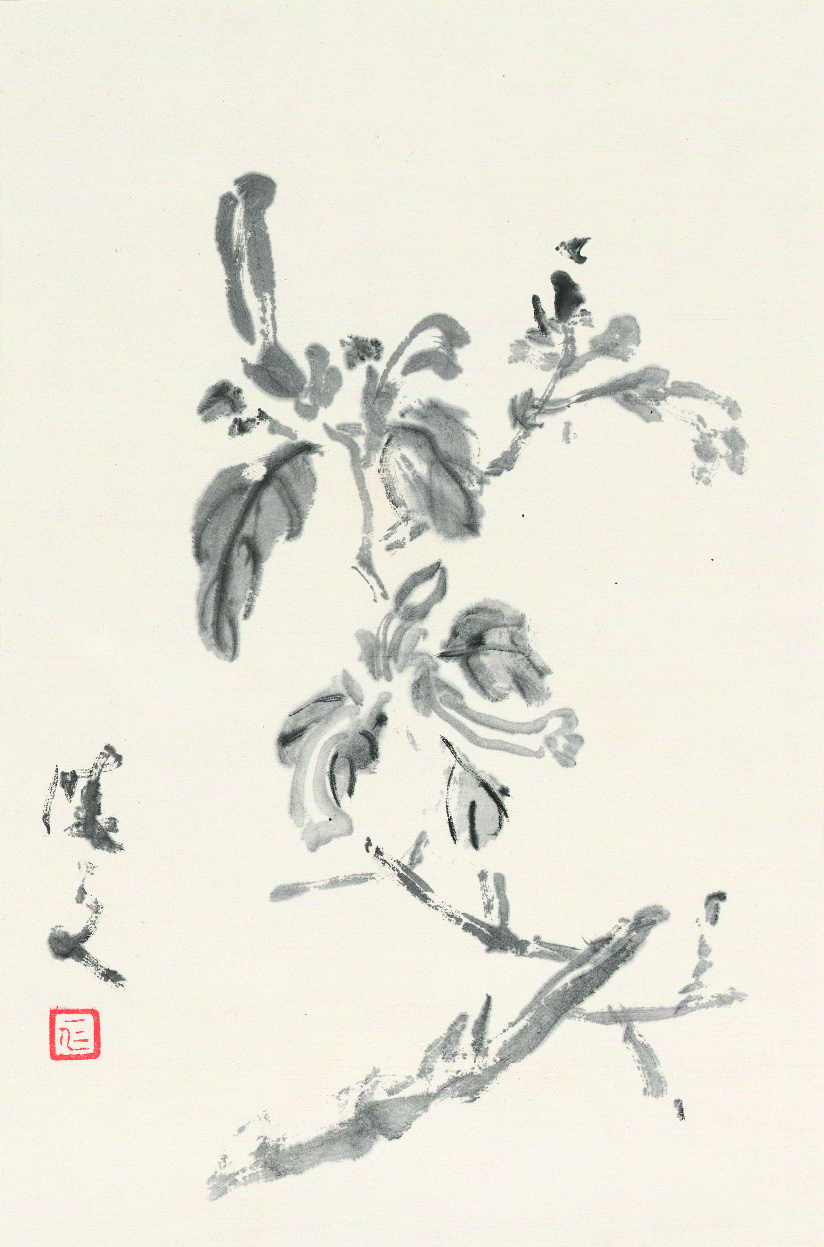 紫茉莉 34.5cm×23cm 2019年.jpg
